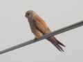 Степная пустельга фото (Falco naumanni) - изображение №735 onbird.ru.<br>Источник: www.gobirding.eu